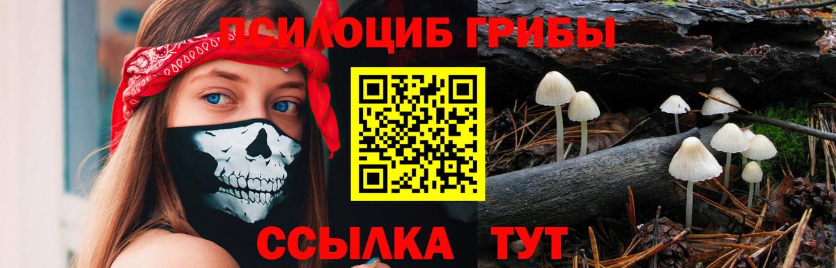 Псилоцибиновые грибы Psilocybine cubensis  Псилоцибиновые грибы прущие грибы  Зеленогорск 